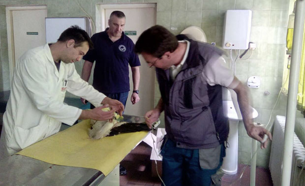 Страдао мужјак, следи борба за женку роде